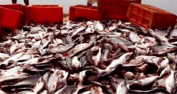 fish7